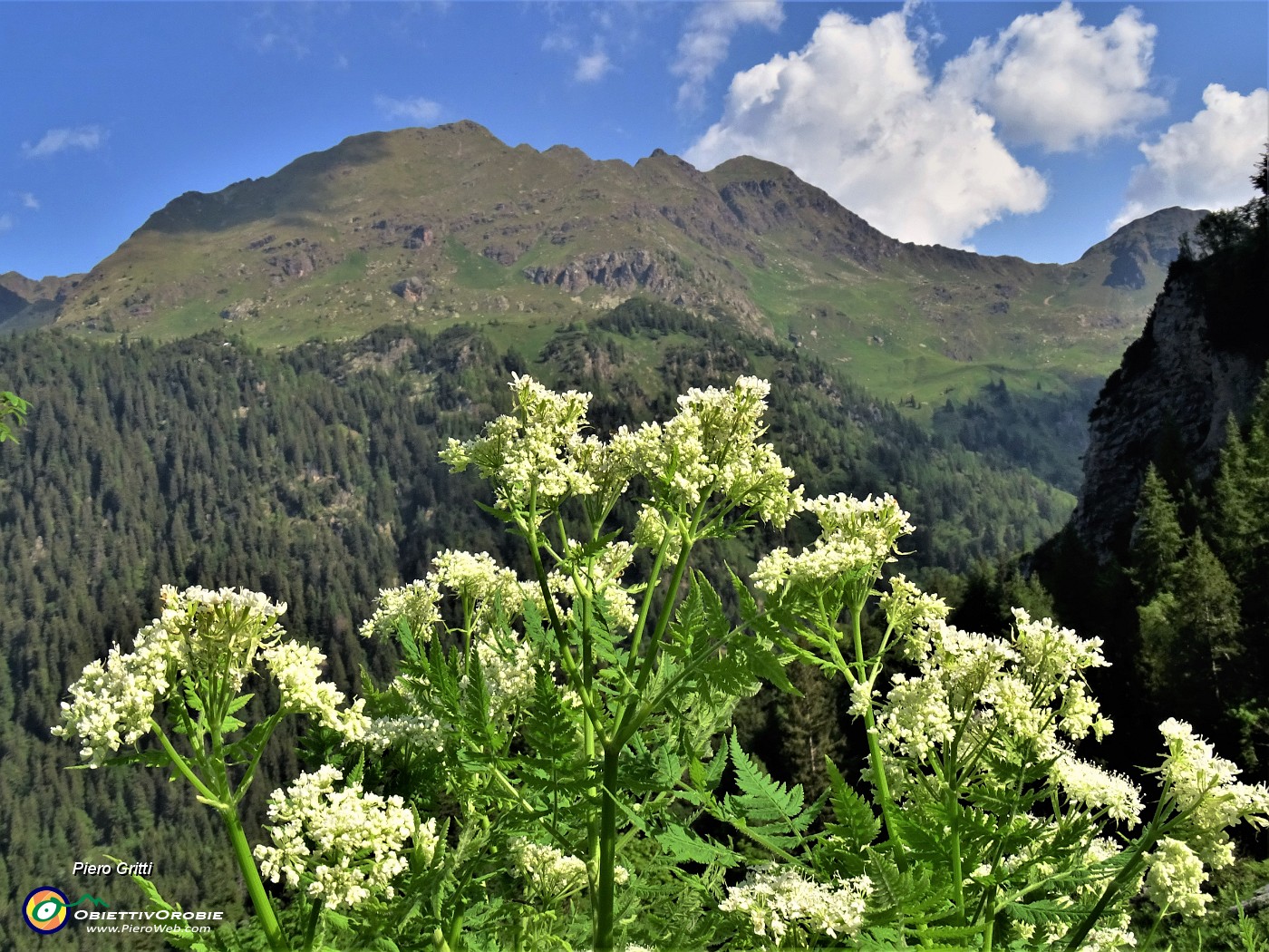 22 Ombrellifera Chaerophyllum hirsutum (Cerfoglio selvatico)con vista verso Monte Campo e Spondone.JPG